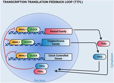 Time Restricted Feeding to the Light Cycle Dissociates Canonical Circadian Clocks and Physiological Rhythms in Heart Rate